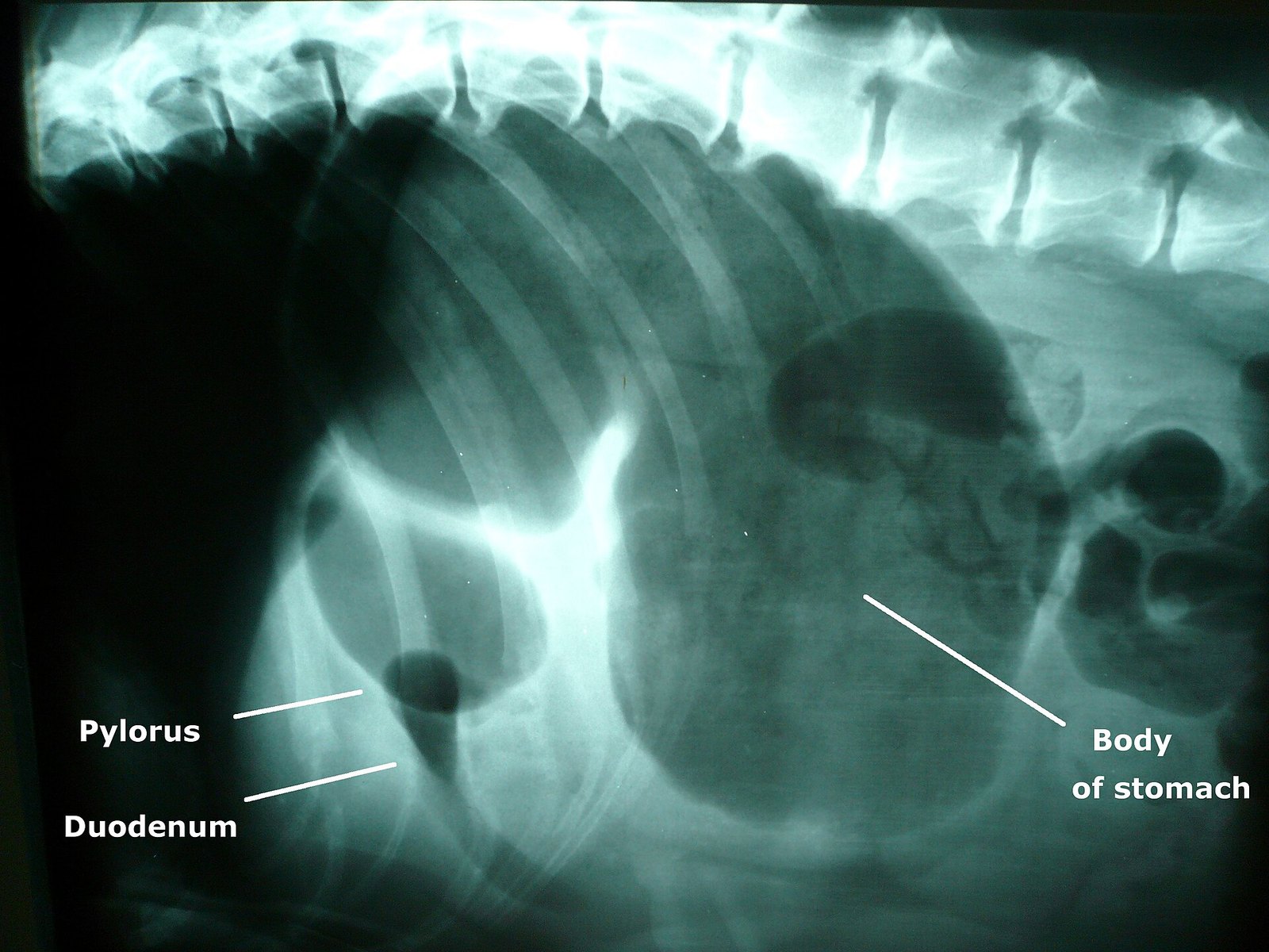 Full source JPEG: GDV radiograph, Joel Mills
