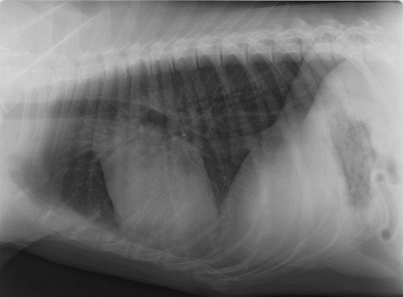 Full source JPEG: lateral thoracic radiograph of a large dog. Not a complete study.